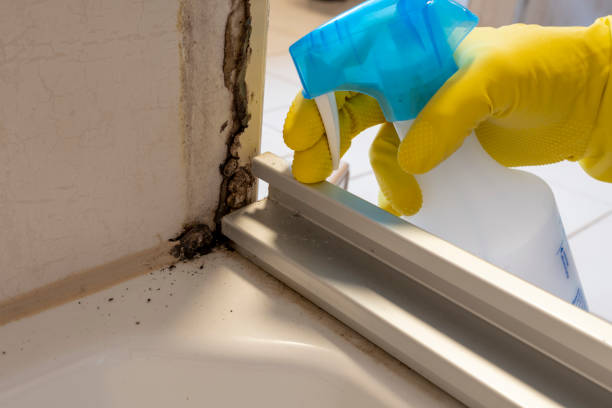 Mold Removal Process in Sun Valley, ID