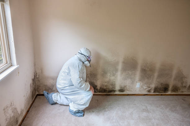 Best Mold Removal Process  in Sun Valley, ID